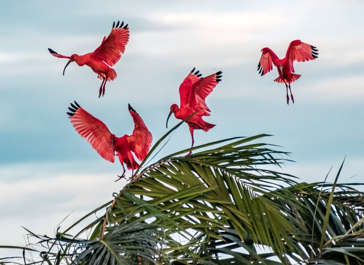 Colombia, Safari & Città: Bogotà, Casanare e Cartagena de Indias